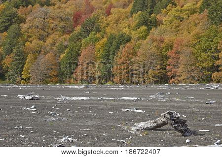 Trees covered in colourful autumn foliage rising out of the lava fields in Conguillio National Park in the Araucania region of Chile.