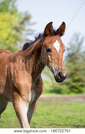 Portrat Of Cute Small Foal In Summer Pasture