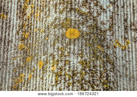 Texture of old asbestos-cement corrugated sheet is covered with lichen. Closeup with limited depth of field.