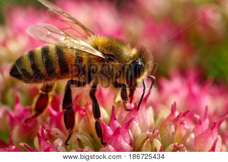 macro shot of wasp on oink flower.