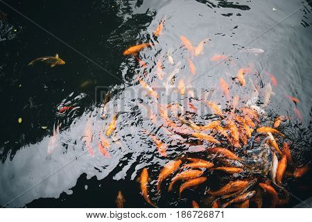Big Japanese colorful red Fish Koi or Nishikigoi Fish or Brocaded Carp in swiming in pond water.