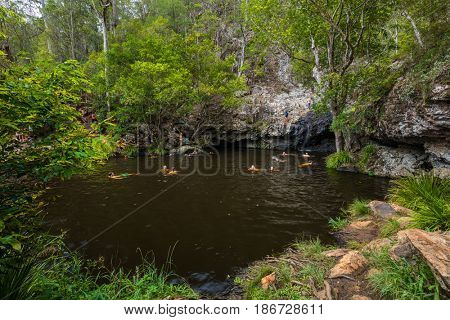 Kondalilla Falls, AUS - JAN 21 2017 - People enjoying hot day in rainforest Kondalilla Falls swimming hole, Queensland, Australia