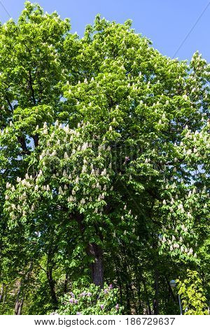 Blossoming Horse Chestnut In Kiev In Spring