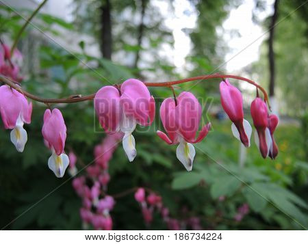 Garland pink and white flowers on a branch closeup on a background of trees