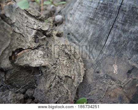 Perfect camouflage of a grasshopper on a log