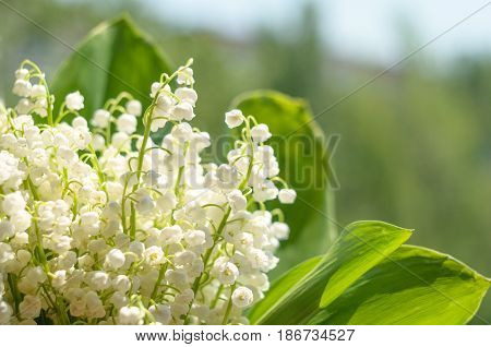 Blossoming lily of the valley on blurred background. Lily-of-the-valley. Convallaria majalis. Spring background. Floral background. Selective focus.