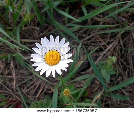 Chamomile flower close-up in summer day Wild chamomile flower of summer and life
