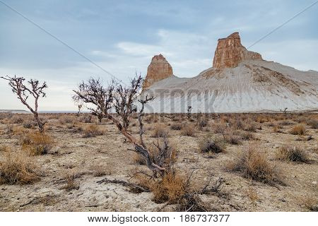 Dry saxaul in the desert on background of peaked rocks, Boszhira canyon, plateau Ustyurt, Kazakhstan