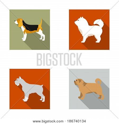 Chau chau, levawa, schnauzer, pug.Dog breeds set collection icons in flat style vector symbol stock illustration .