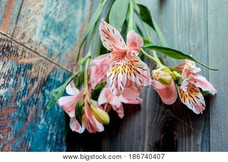 a few flowers Alstroemeria pink flowers with spotted petals on a wooden background with a very interesting texture