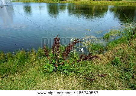 Curly dock (Rumex crispus), also called curled dock and yellow dock, grows next to a small lake in Joliet, Illinois during August.