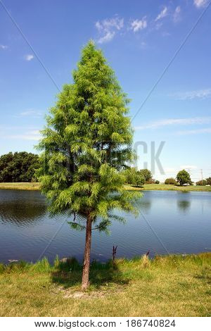 A Japanese cedar tree (Cryptomeria japonica) stands next to a small, man-made lake in Joliet, Illinois during August.