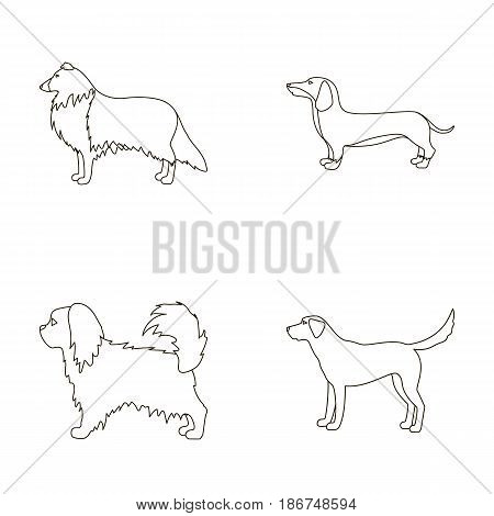 Collie, dachshund, labrador, pikinese.Dog breeds set collection icons in outline style vector symbol stock illustration .