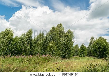 Meadow with grass and flowers. In the background is a forest with trees. A strong wind blows. The tops of the trees bent. Blue sky with white Cumulus clouds.