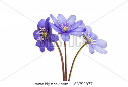 Hepatica Nobilis wildflower isolated on white background