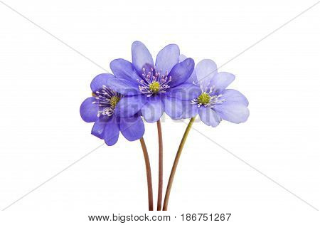 Hepatica Nobilis wildflower isolated on white background
