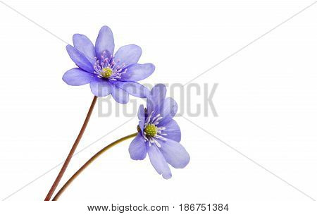 Hepatica Nobilis wildflower isolated on white background