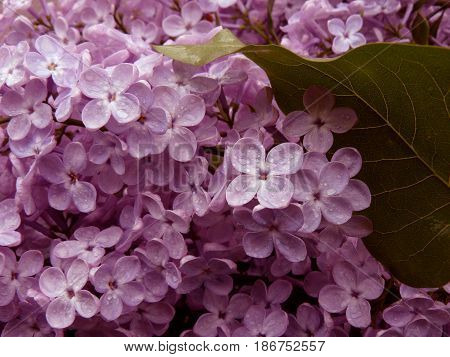 lilac flowering at the springtime as a floral background