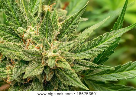 Macro photos of marijuana cones with leaves covered with trichomes. The cannabis plant clse view.
