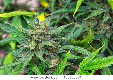 Macro photos of marijuana cones with leaves covered with trichomes. The cannabis plant clse view.