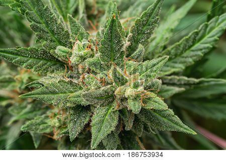 Macro photos of marijuana cones with leaves covered with trichomes. The cannabis plant clse view.