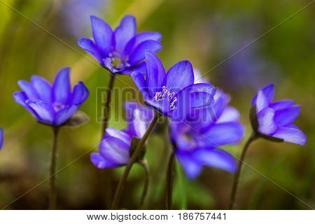 Blue Liverworts Flowers In Close Up
