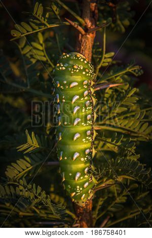 Close up of emperor moth larvae in South Africa on a green and brown plant