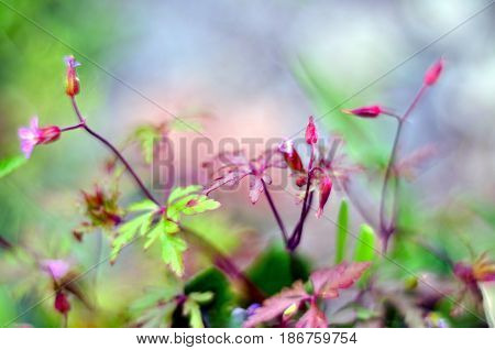 Bokeh with wild plants with much colorful almost totally defocused