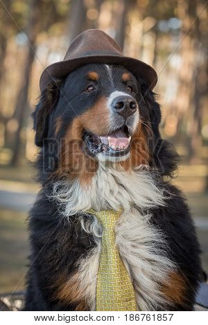 bernese mountain dog in hat closeup portrait