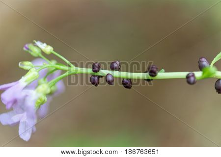 A flower and fruits of bulbiferous coralwort (Cardamine bulbífera)