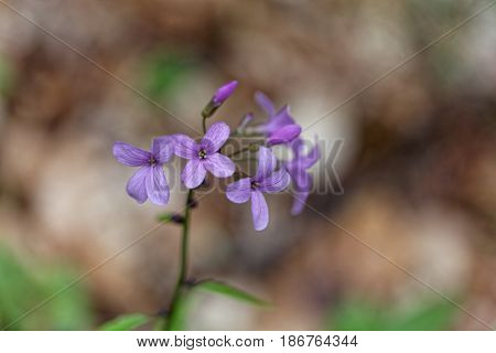 A flower of bulbiferous coralwort (Cardamine bulbífera)