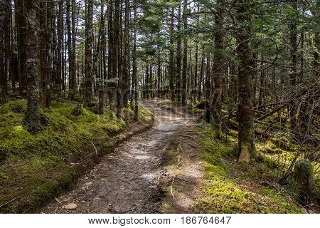 Trail Passes Through Mossy Forest