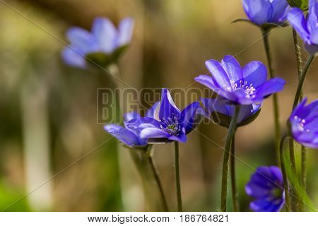 Blue Liverworts Flowers In Close Up