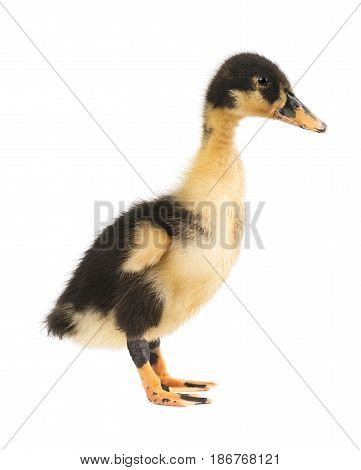 Cute little duckling isolated on white background
