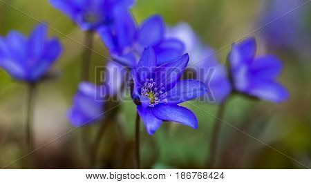 Blue Liverworts Flowers In Close Up