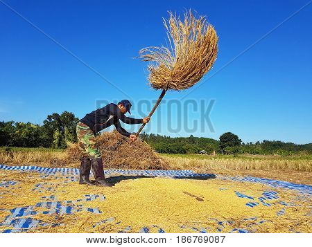 CHIANG RAI THAILAND - NOVEMBER 23 : unidentified Thai farmer threshing by beating rice to separate seed from the trunks on the ground on November 23 2016 in Chiang rai Thailand