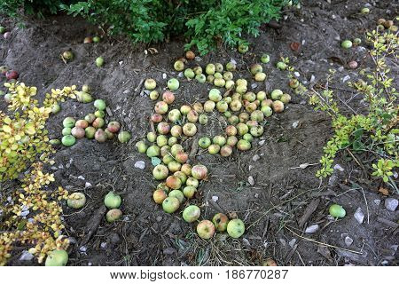 Fallen apples under an apple tree (Malus pumila) in Harbor Springs, Michigan during August.