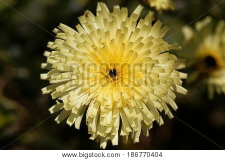 Flower of the Smooth Golden Fleece (Urospermum dalechampii)