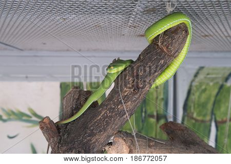 Green snake on the stick in the cage.