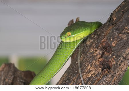 The green snake is on dry wood