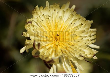 Flower of the Smooth Golden Fleece (Urospermum dalechampii)