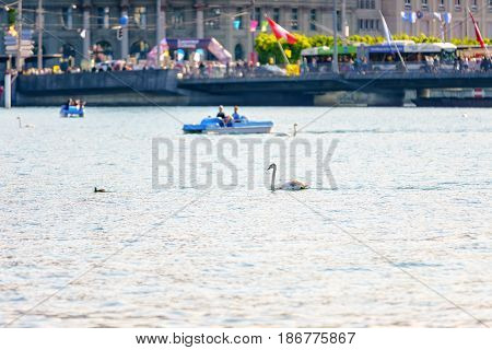 Lucerne Switzerland - April 29 2017: Swan in the Lake Lucerne with pedal boats in the background at Lucerne Switzerland.