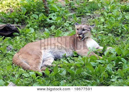Puma