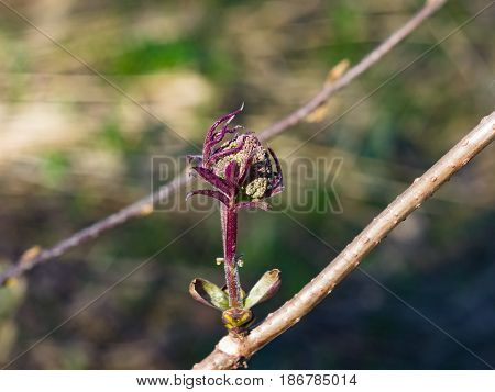 Flower buds and leaves of red elderberry Sambucus Racemosa on branch with bokeh background macro selective focus shallow DOF.