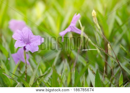 Ruellia Is Herbaceous Perennial