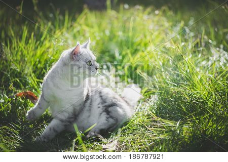 Cute American Short Hair cat look at right on green grass
