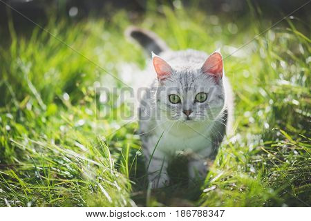 Cute American Short Hair cat playing on green grass