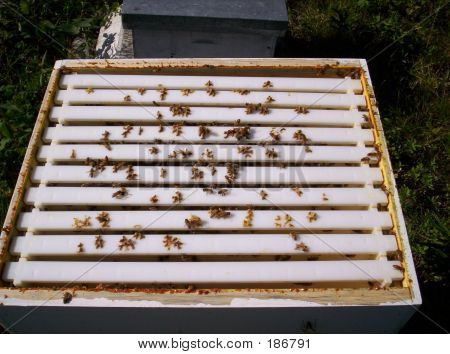 Abeilles et ruche