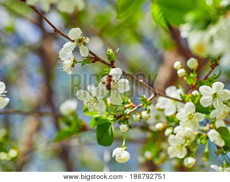 Honey Bee Harvesting Pollen From Cherry Blossom,bee Collecting Nectar From White Cherry Flower