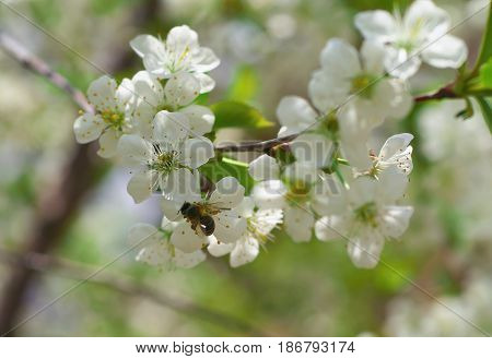 Honey Bee Harvesting Pollen From Cherry Blossom,bee Collecting Nectar From White Cherry Flower